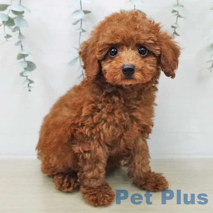 トイ・プードルの写真2