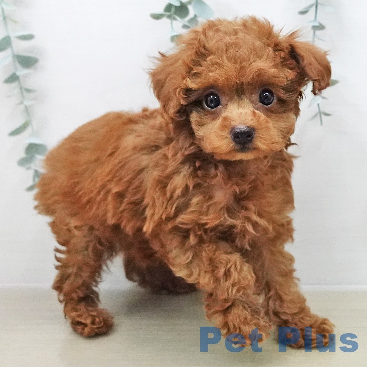 トイ・プードル