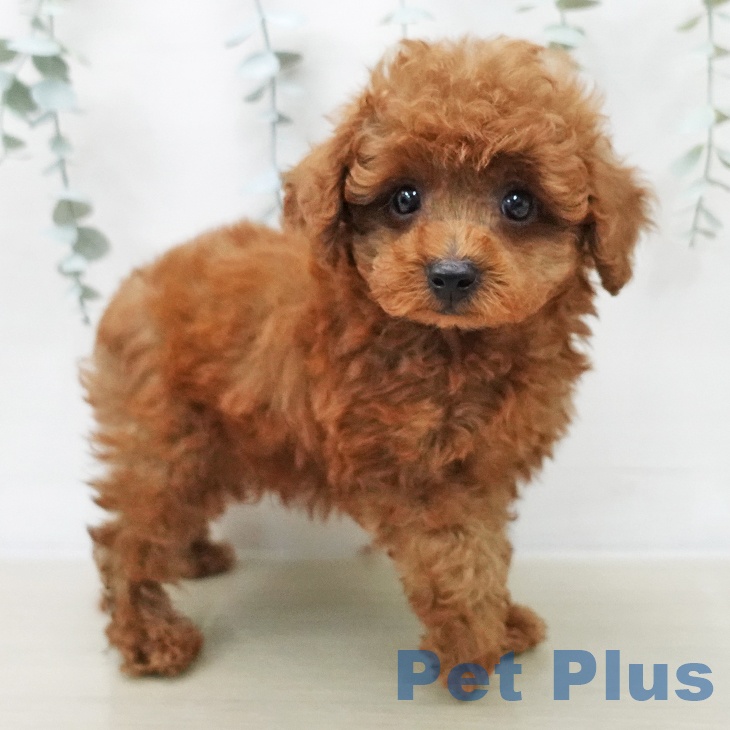 トイ・プードル