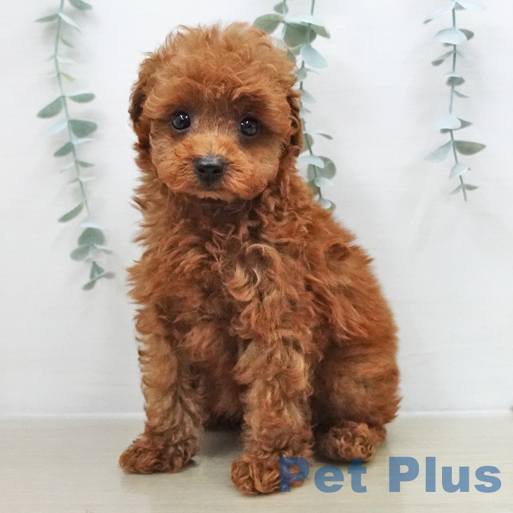 トイ・プードルの写真2