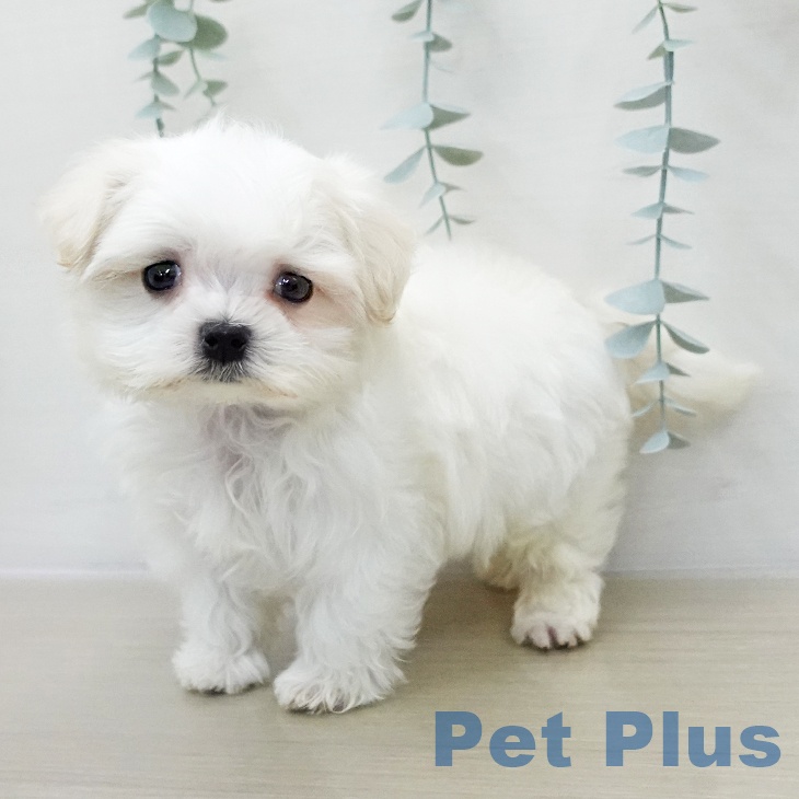 マルチーズの写真2