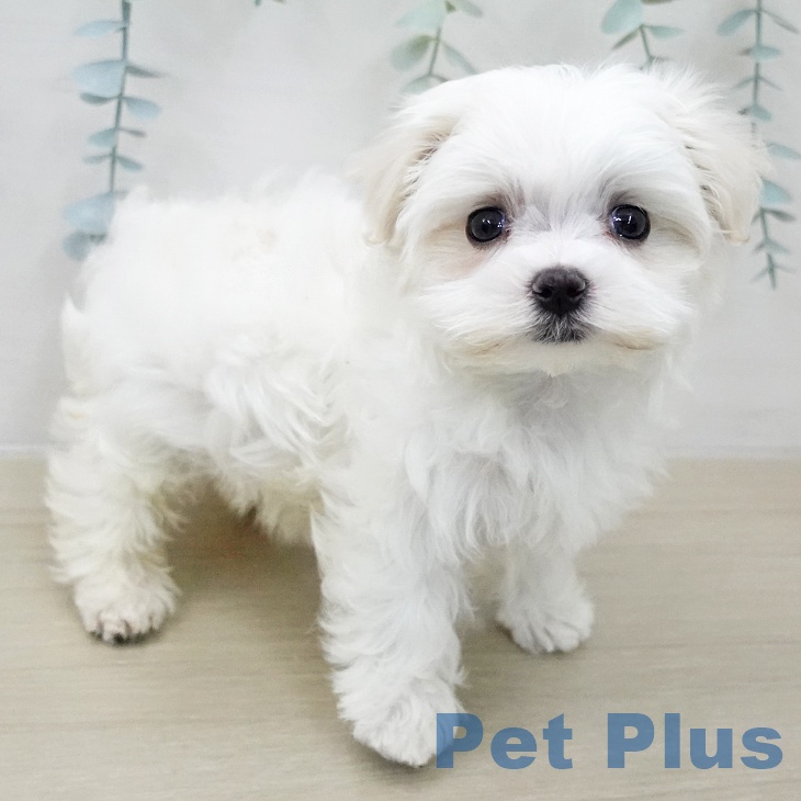 マルチーズの写真2