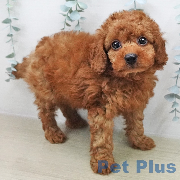 トイ・プードル