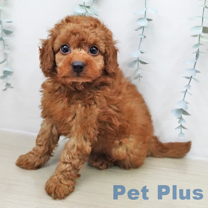 トイ・プードルの写真2