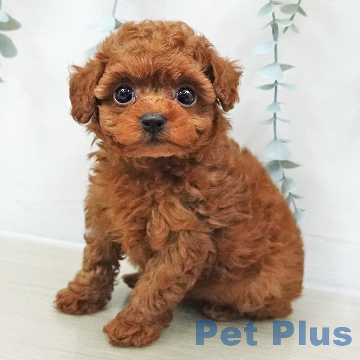 トイ・プードル