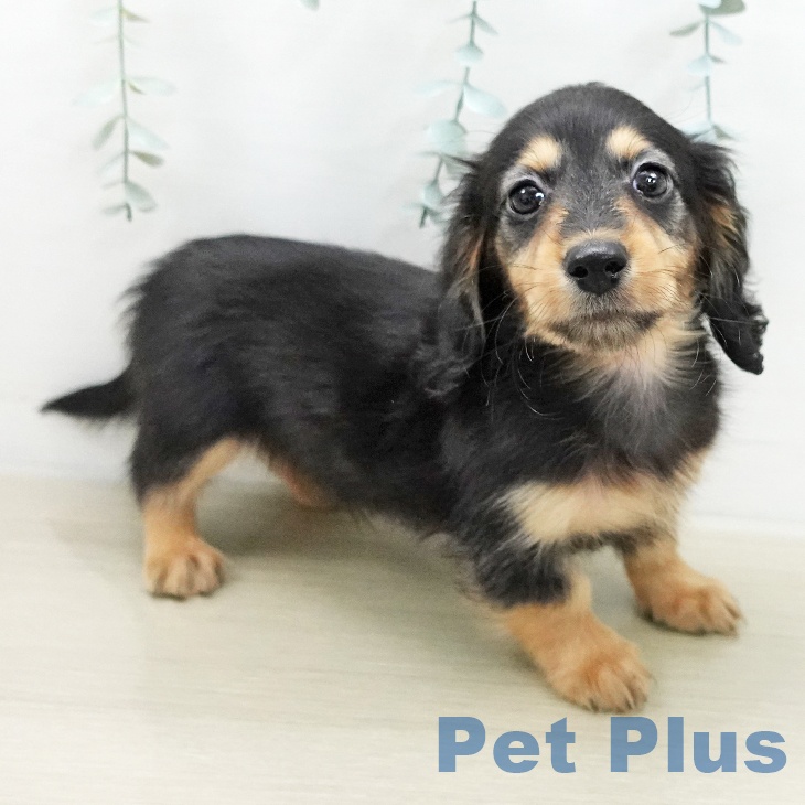 ミニチュア・ダックスフンドの写真2