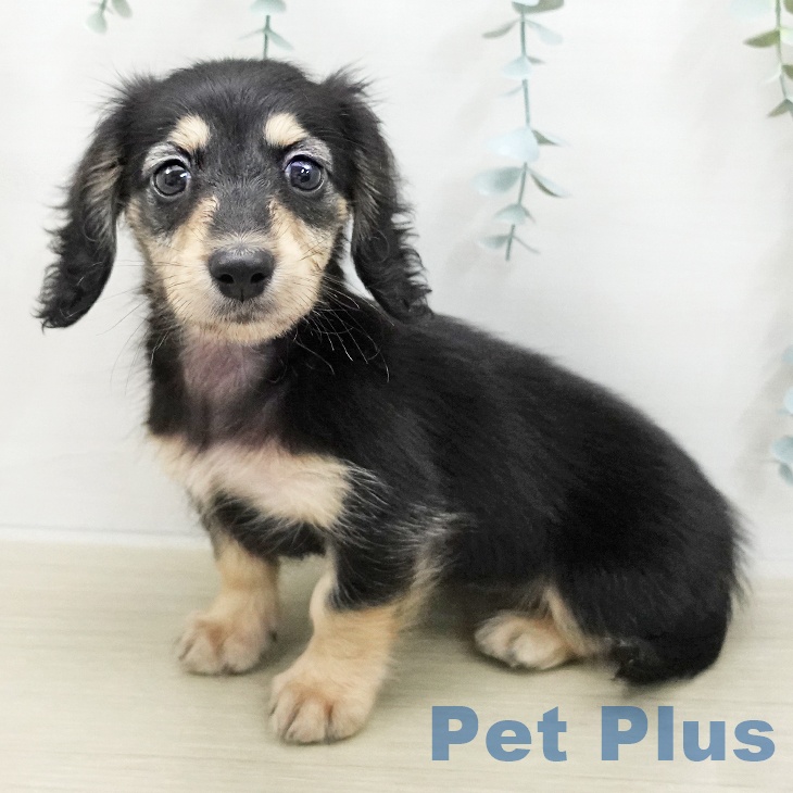 ミニチュア・ダックスフンドの写真2