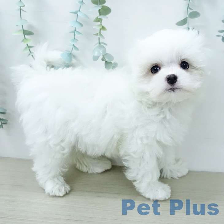 マルチーズの写真2