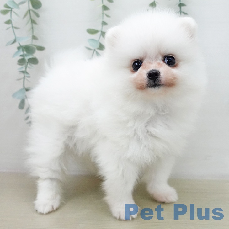 ポメラニアンの写真2