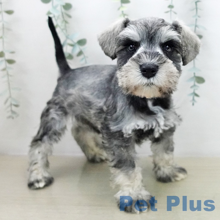 ミニチュア・シュナウザーの写真2