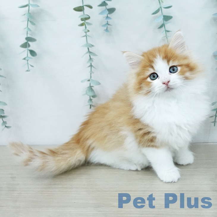 ノルウェージャンフォレストキャット