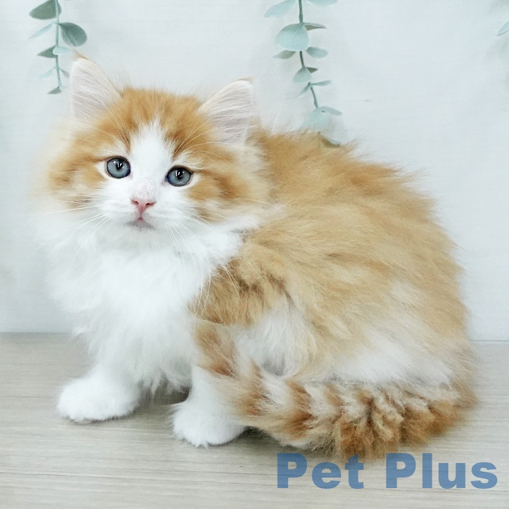 ノルウェージャンフォレストキャットの写真2