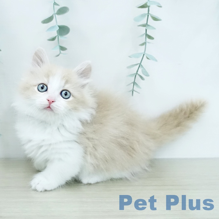 マンチカンの写真2