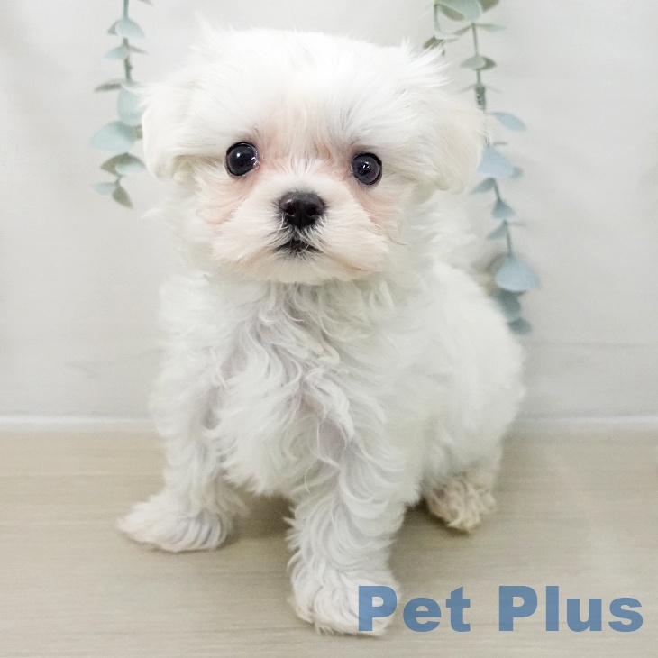 マルチーズの写真2