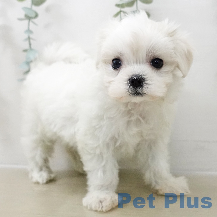 マルチーズの写真2