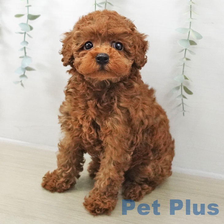 トイ・プードル