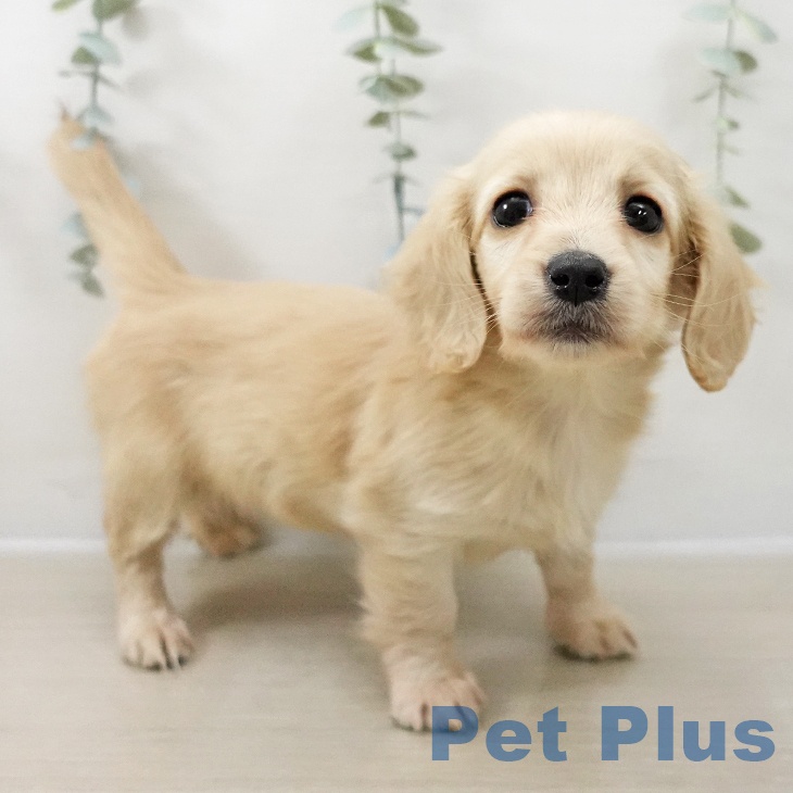 ミニチュア・ダックスフンド