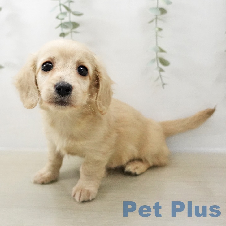 ミニチュア・ダックスフンドの写真2