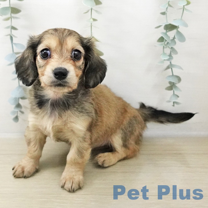 ミニチュア・ダックスフンド