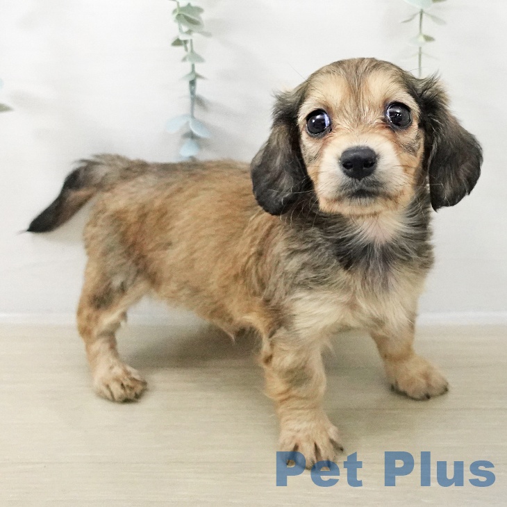 ミニチュア・ダックスフンドの写真2