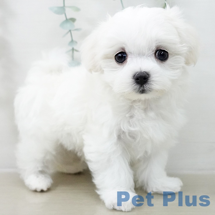 マルチーズの写真2