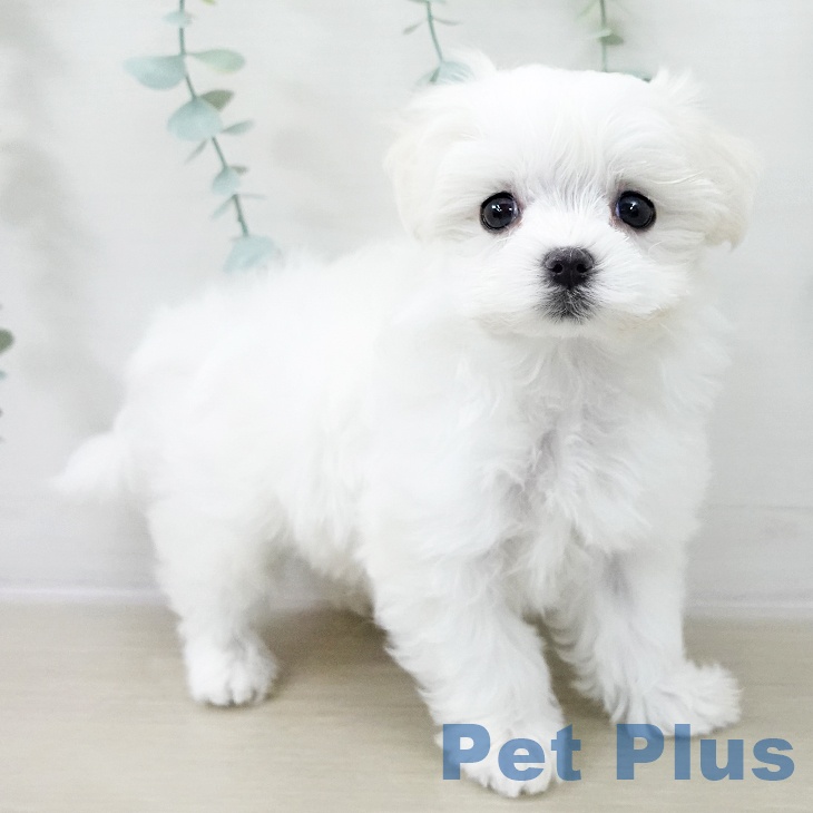 マルチーズの写真2