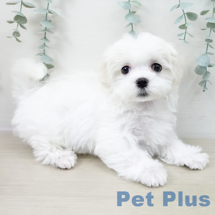 マルチーズの写真2