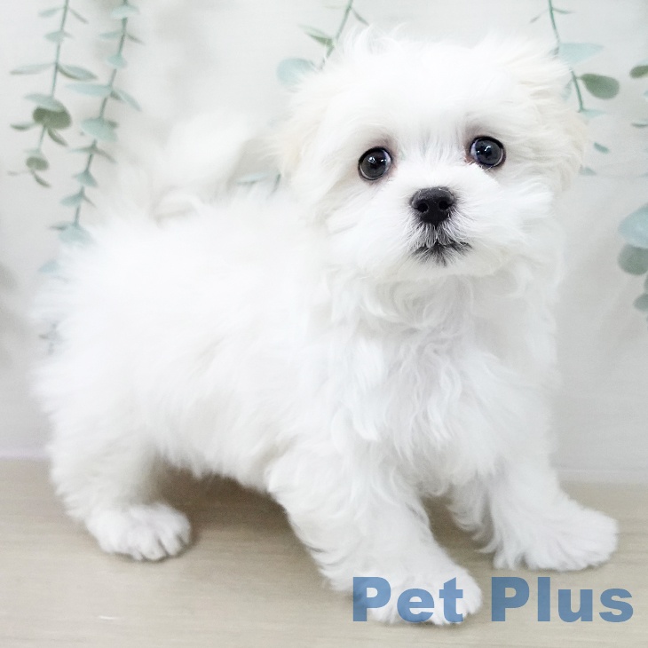 マルチーズの写真2