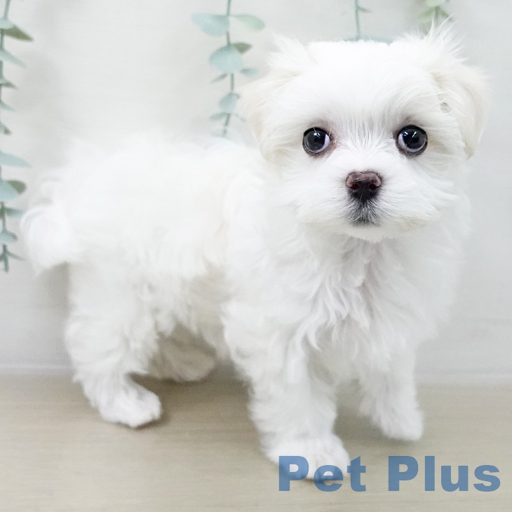 マルチーズの写真2