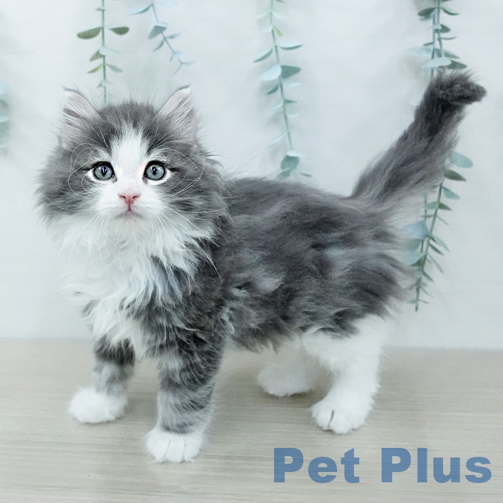 ノルウェージャンフォレストキャット