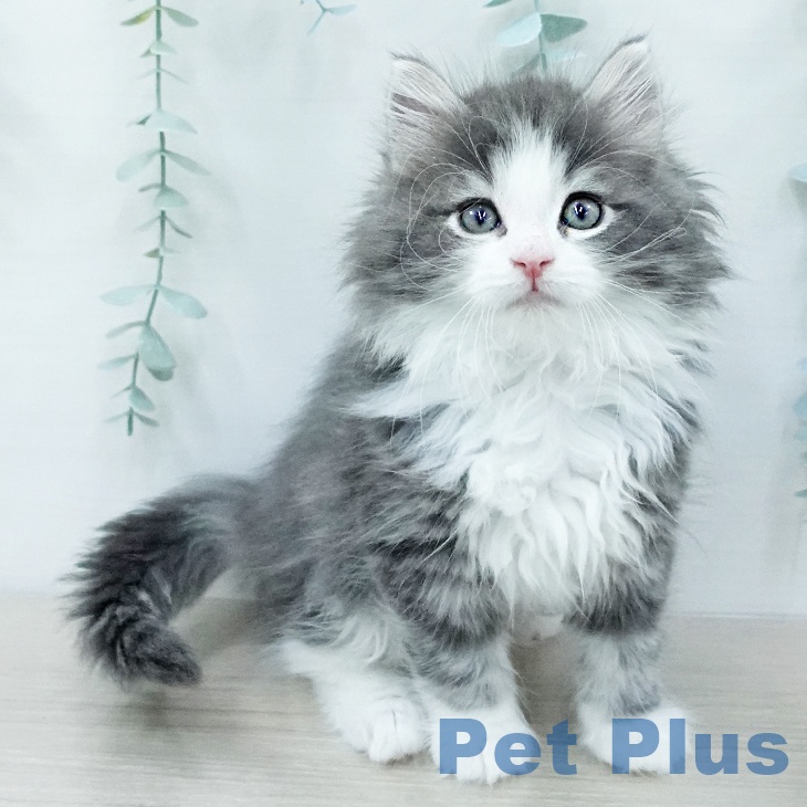 ノルウェージャンフォレストキャットの写真2