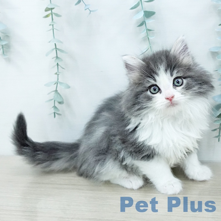 ノルウェージャンフォレストキャットの写真2