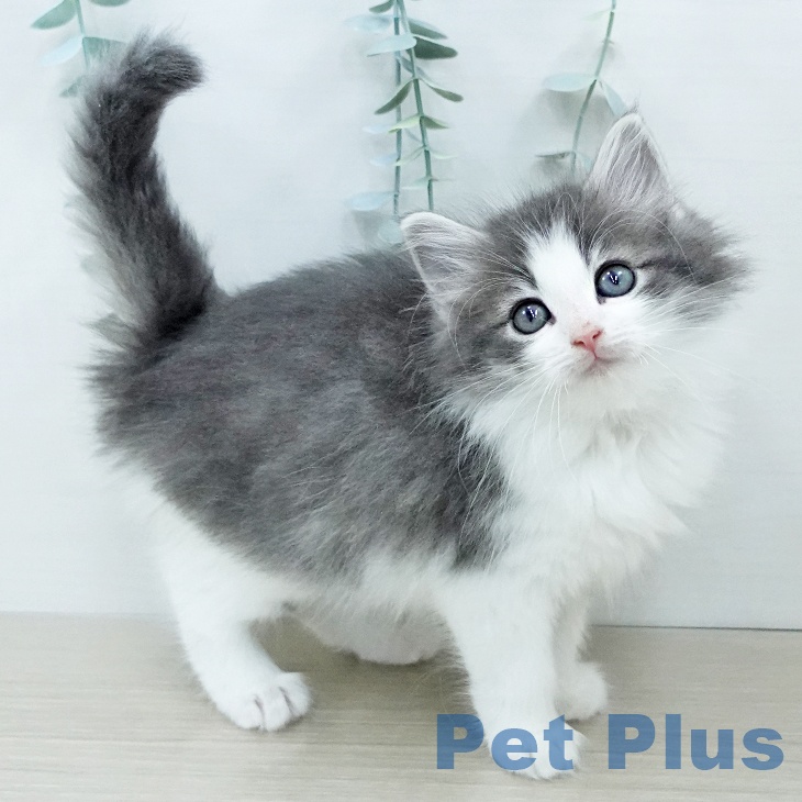 ノルウェージャンフォレストキャット