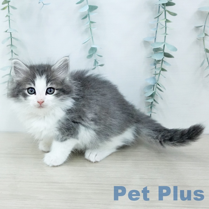 ノルウェージャンフォレストキャット