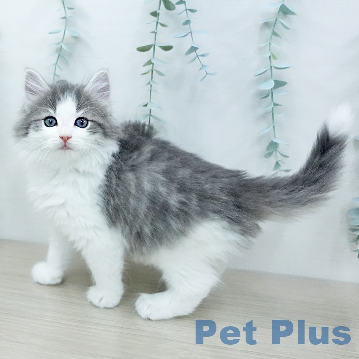 ノルウェージャンフォレストキャット