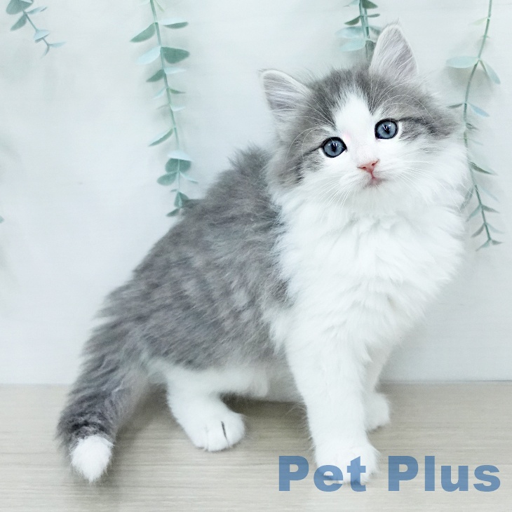 ノルウェージャンフォレストキャットの写真2