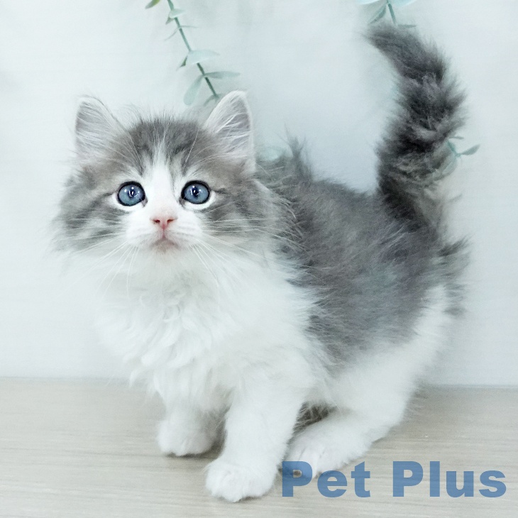 ノルウェージャンフォレストキャット