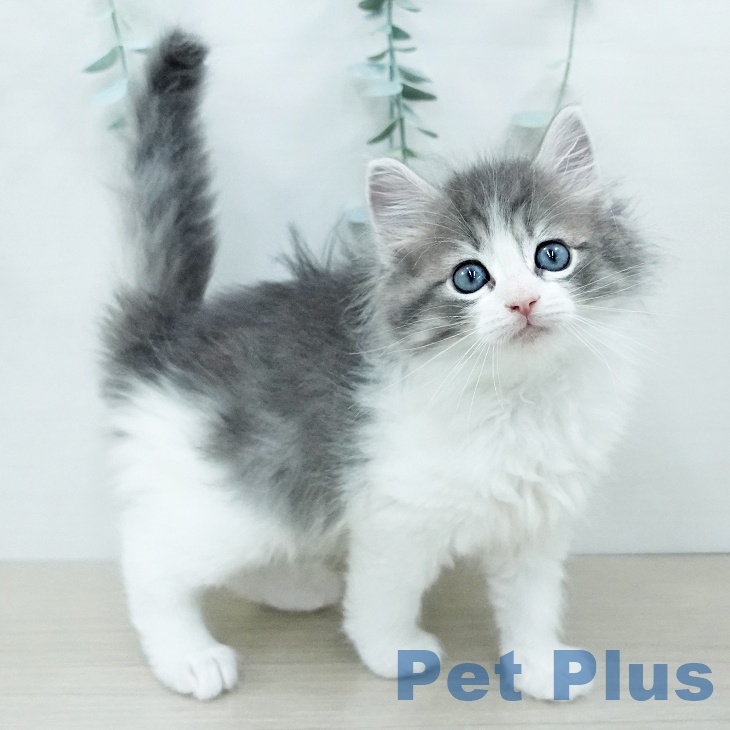 ノルウェージャンフォレストキャットの写真2