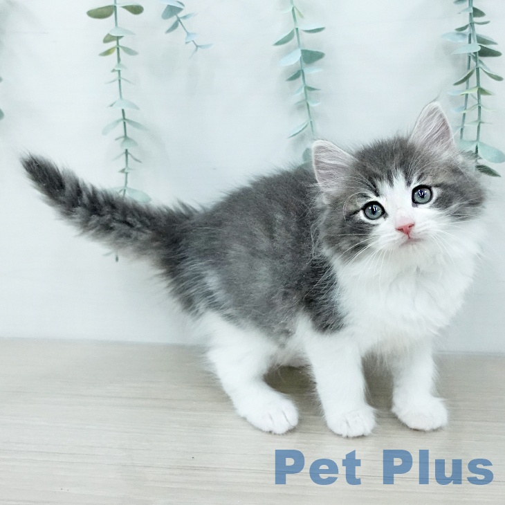 ノルウェージャンフォレストキャット