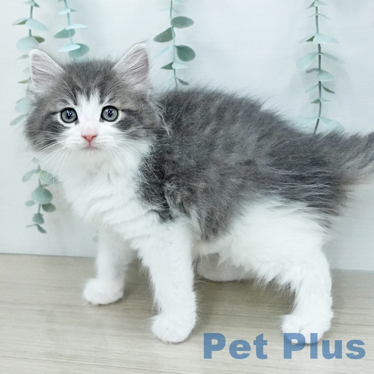 ノルウェージャンフォレストキャットの写真2