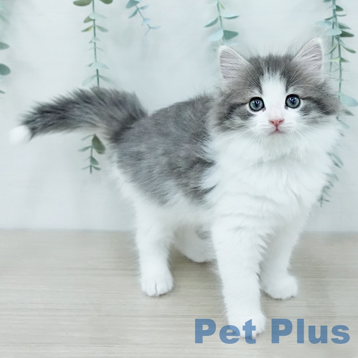 ノルウェージャンフォレストキャット