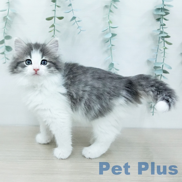 ノルウェージャンフォレストキャットの写真2