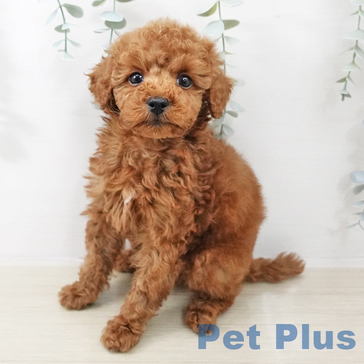 トイ・プードル