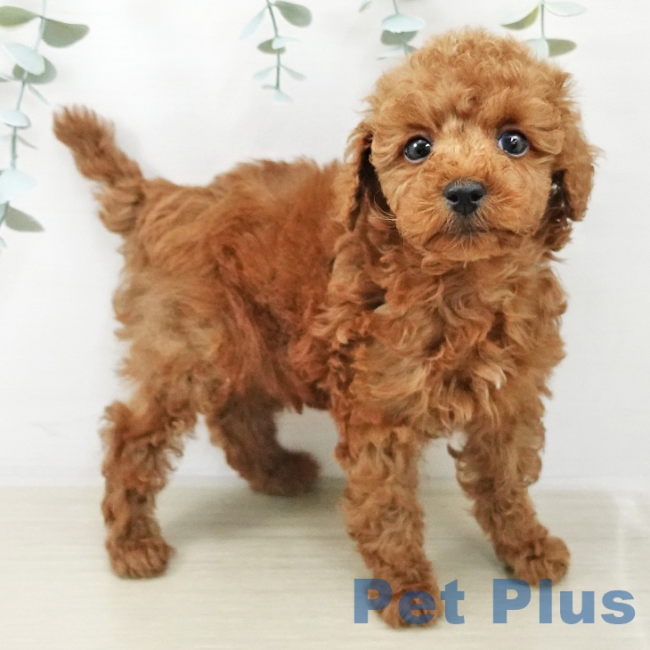 トイ・プードル