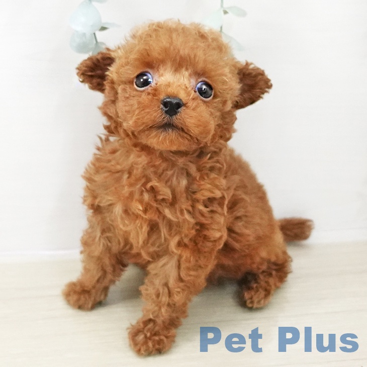 トイ・プードル