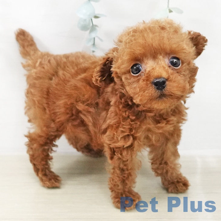 トイ・プードル