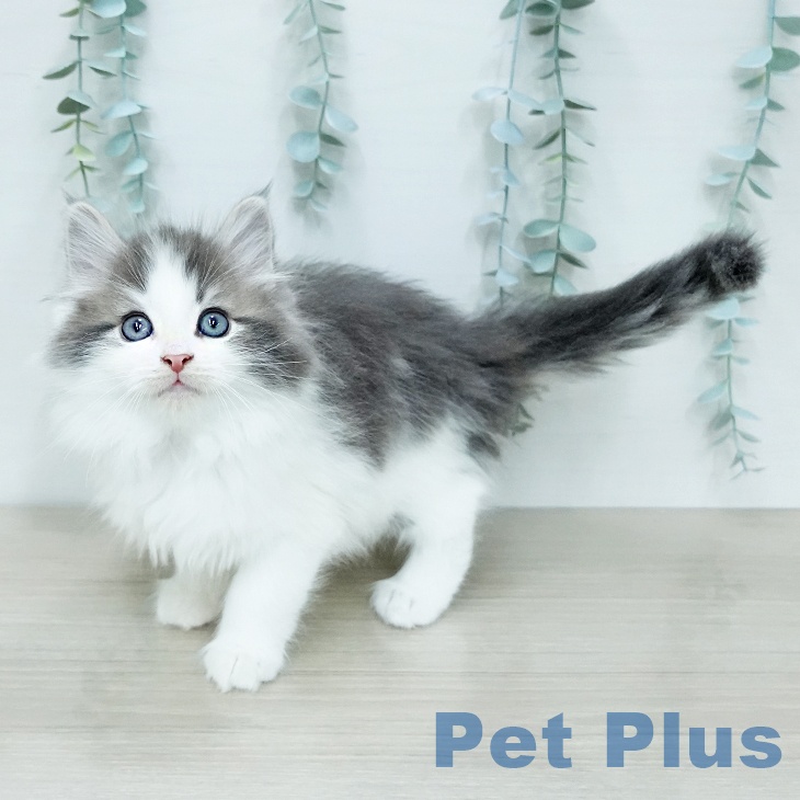 ノルウェージャンフォレストキャット