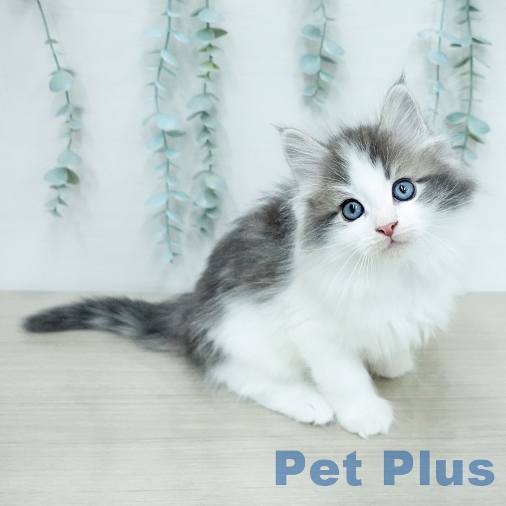 ノルウェージャンフォレストキャット