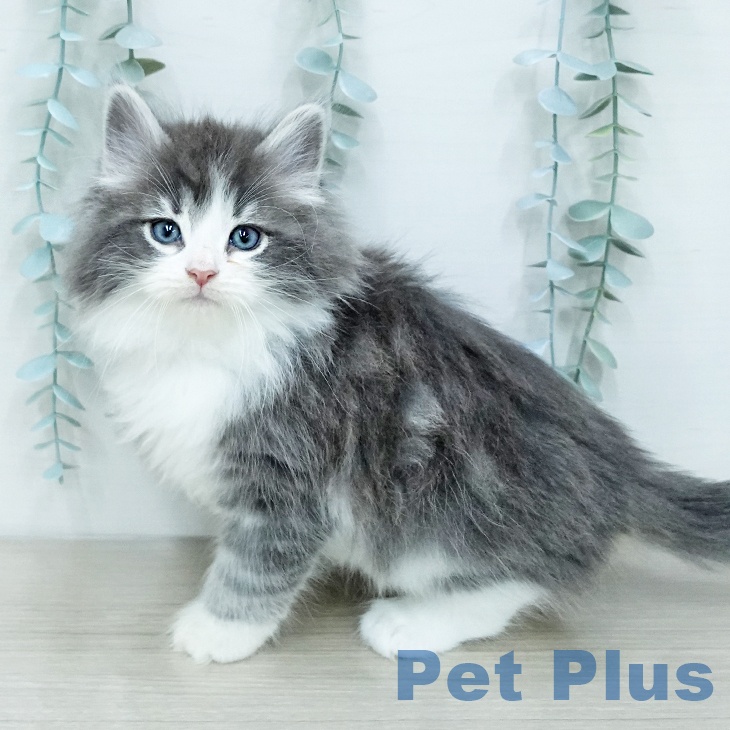 ノルウェージャンフォレストキャット