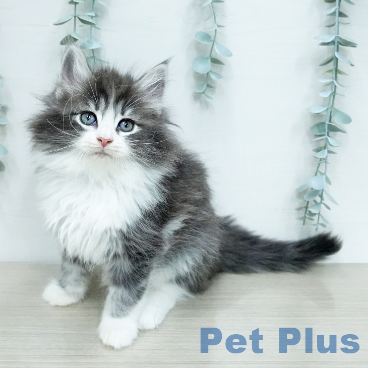 ノルウェージャンフォレストキャット